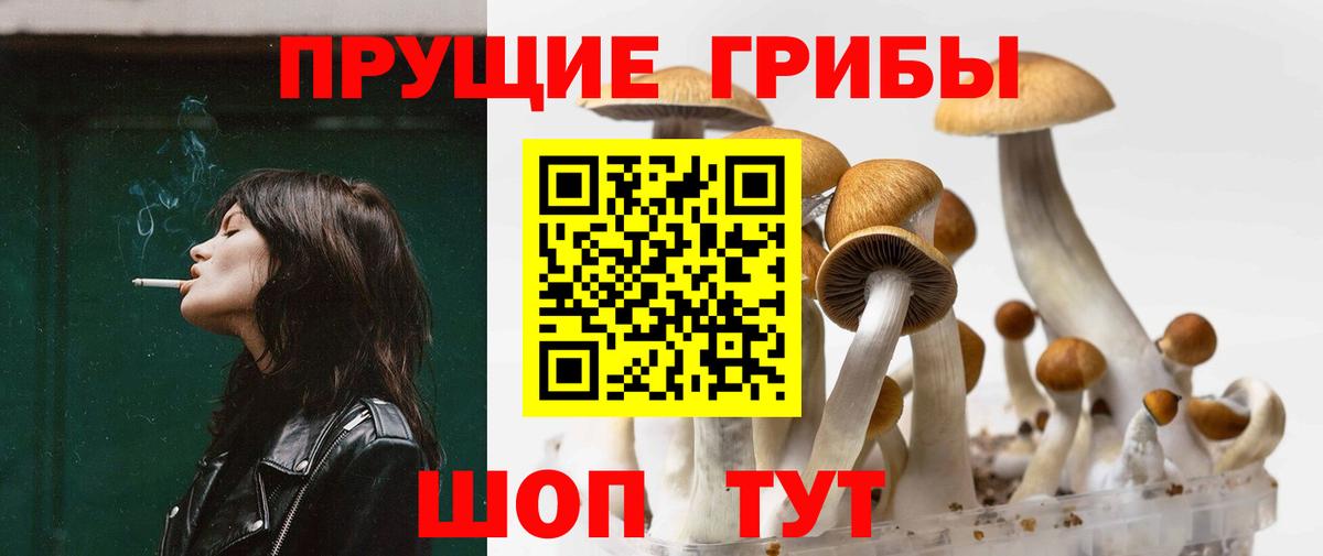 Балашов  Псилоцибиновые грибы Psilocybe  Вход с VPN  Псилоцибиновые грибы прущие грибы 
